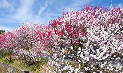 花桃