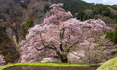 駒つなぎの桜